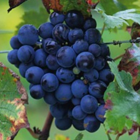  Vigne 'Cardinal' : Pot De 1,5 Litres