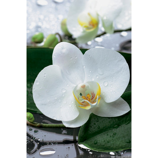  Orchidée Phalaeonopsis 2 Tiges - Pot D.12 Cm