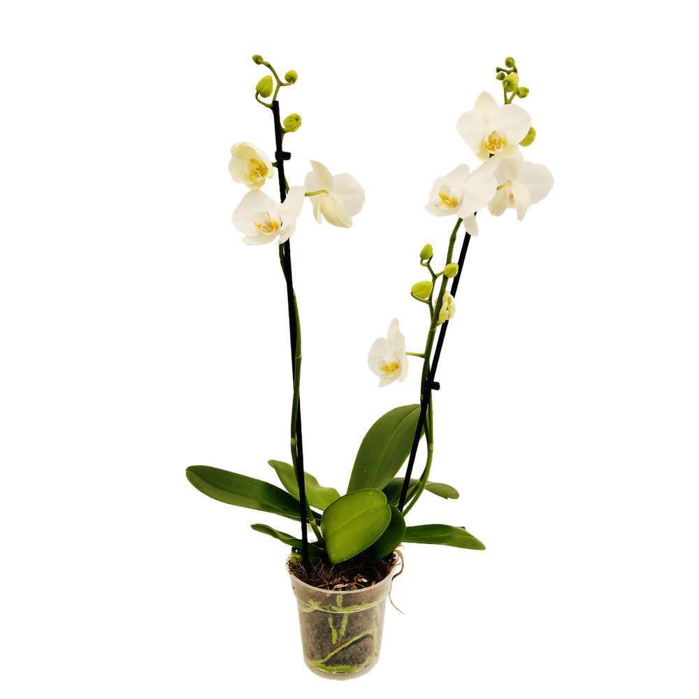  Orchidée Phalaeonopsis 2 Tiges - Pot D.12 Cm