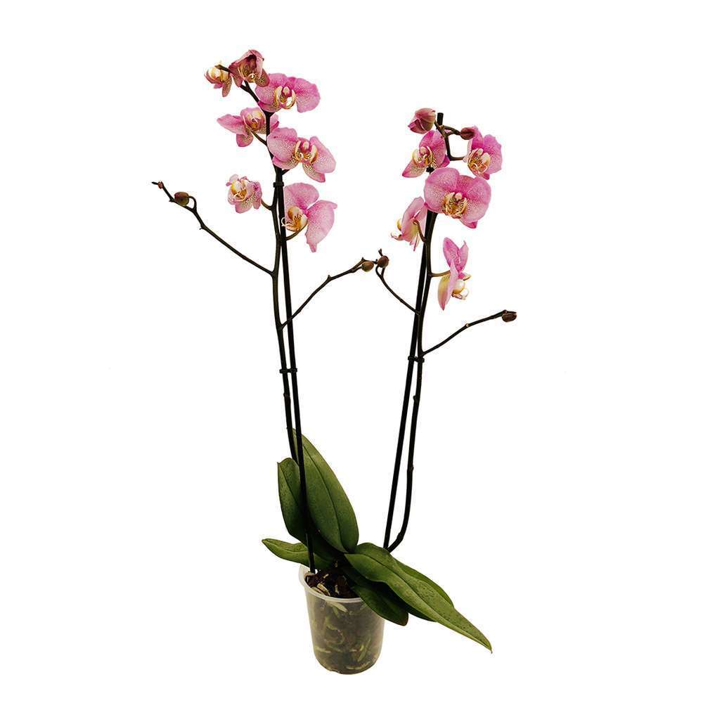  Orchidée Phalaeonopsis 2 Tiges - Pot D.12 Cm