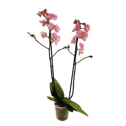  Orchidée Phalaeonopsis 2 Tiges - Pot D.12 Cm