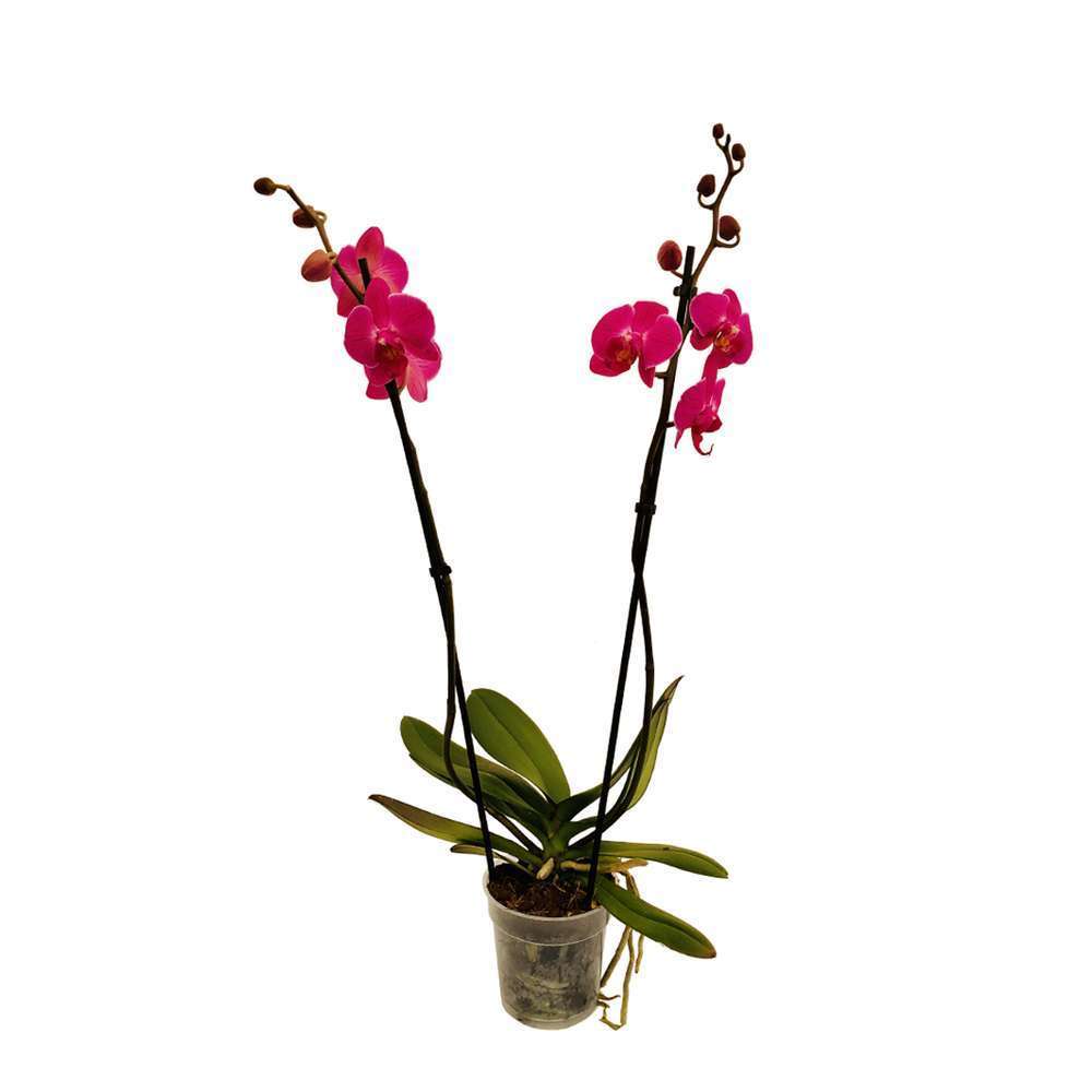  Orchidée Phalaenopsis 2 Tiges, Coloris Variables - Pot D.12 Cm