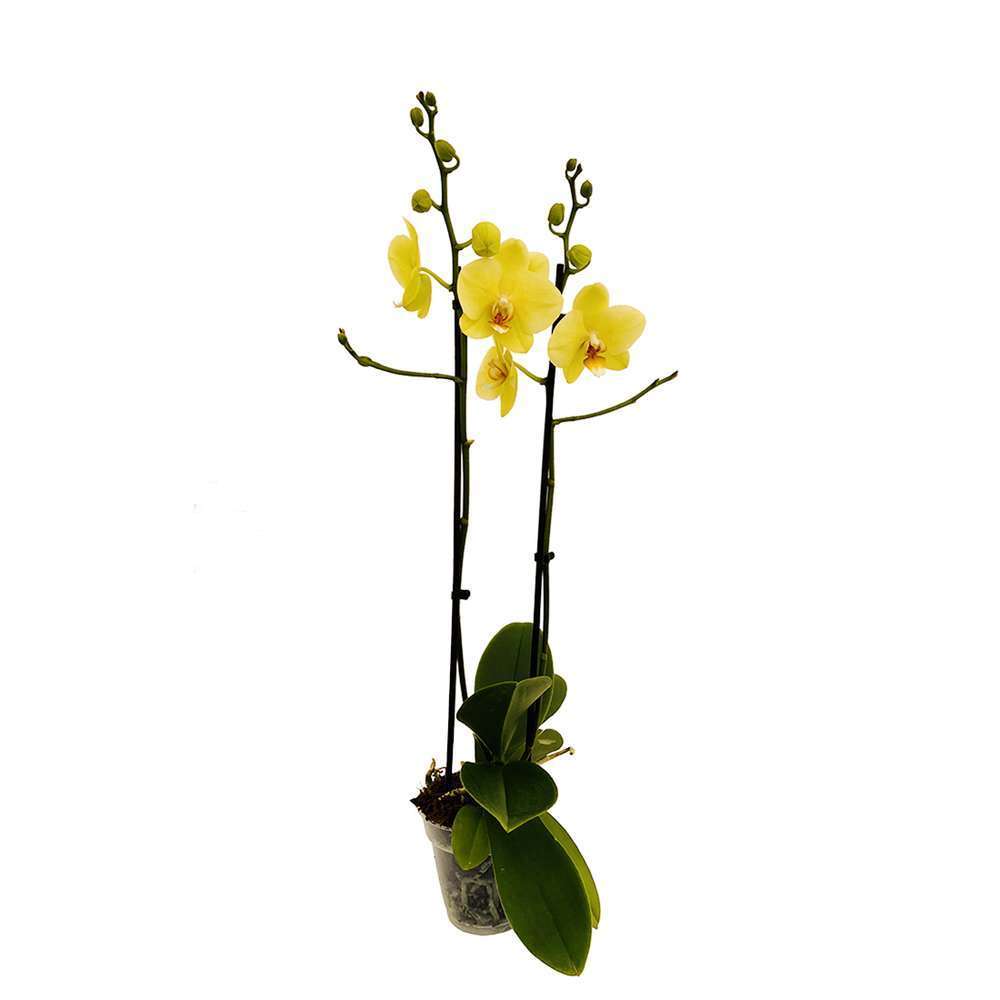  Orchidée Phalaenopsis 2 Tiges, Coloris Variables - Pot D.12 Cm