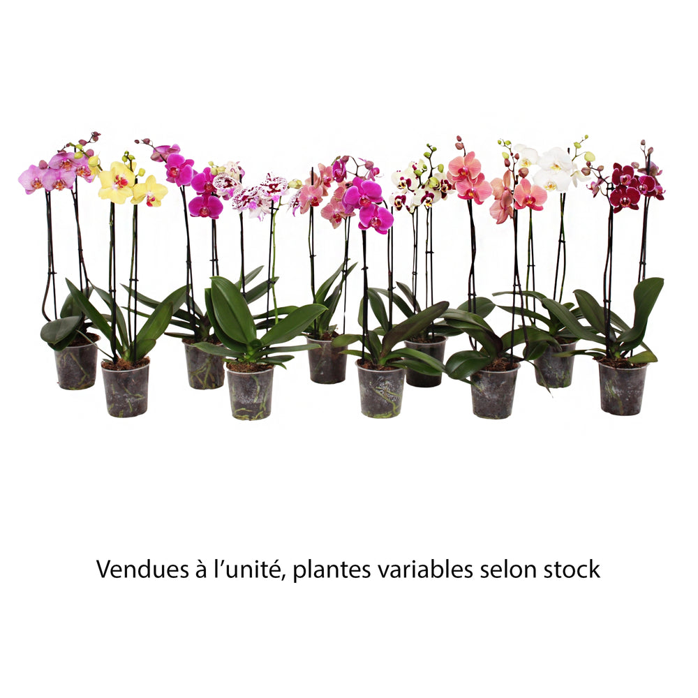  Orchidée Phalaenopsis 2 Tiges, Coloris Variables - Pot D.12 Cm