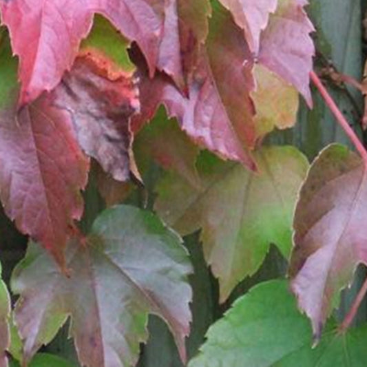  2 X Vigne Vierge Japonaise 'veitchii' - Parthenocissus Tricuspidata 'veitchii' - 60-80 Cm Pot