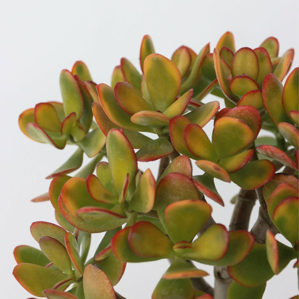  Arbre De Jade - Crassula Ovata 'sunset' - Hauteur 30-35cm - ⌀17cm