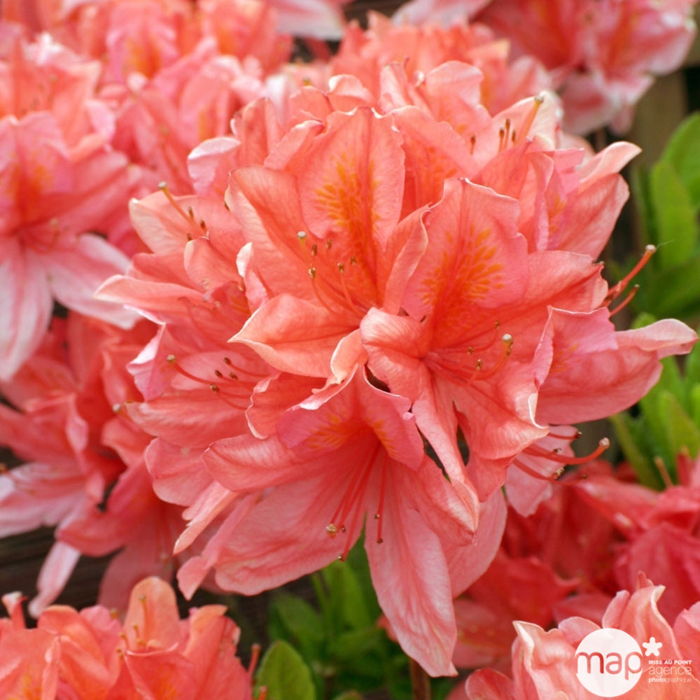  Azalea Mollis : Arbuste, Ctr 5L, 50/60 Cm