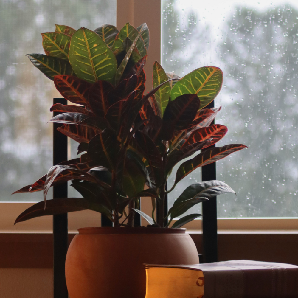  Croton - Codiaeum Variegatum 'mrs. Iceton' - Hauteur 60-70cm - ⌀19cm