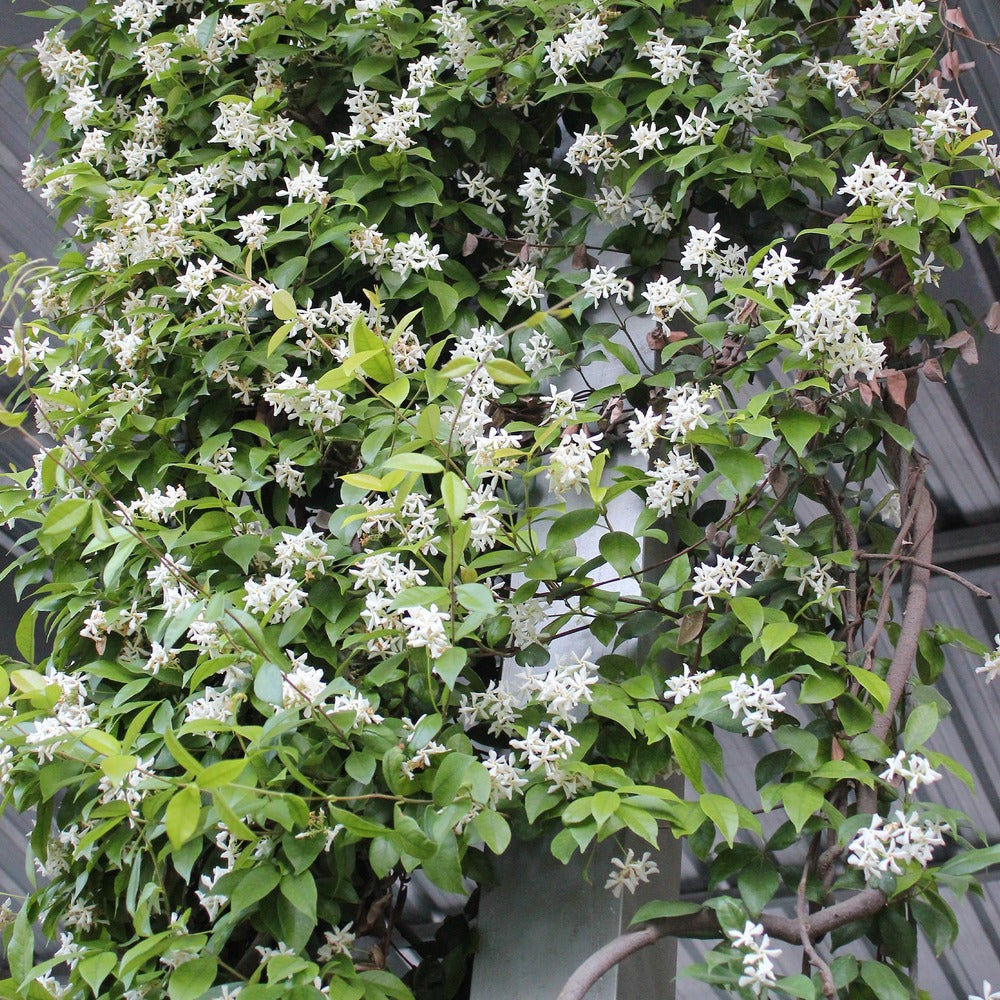  Jasmin étoilé - Le Pot / 2l / Hauteur Livrée 40-50cm