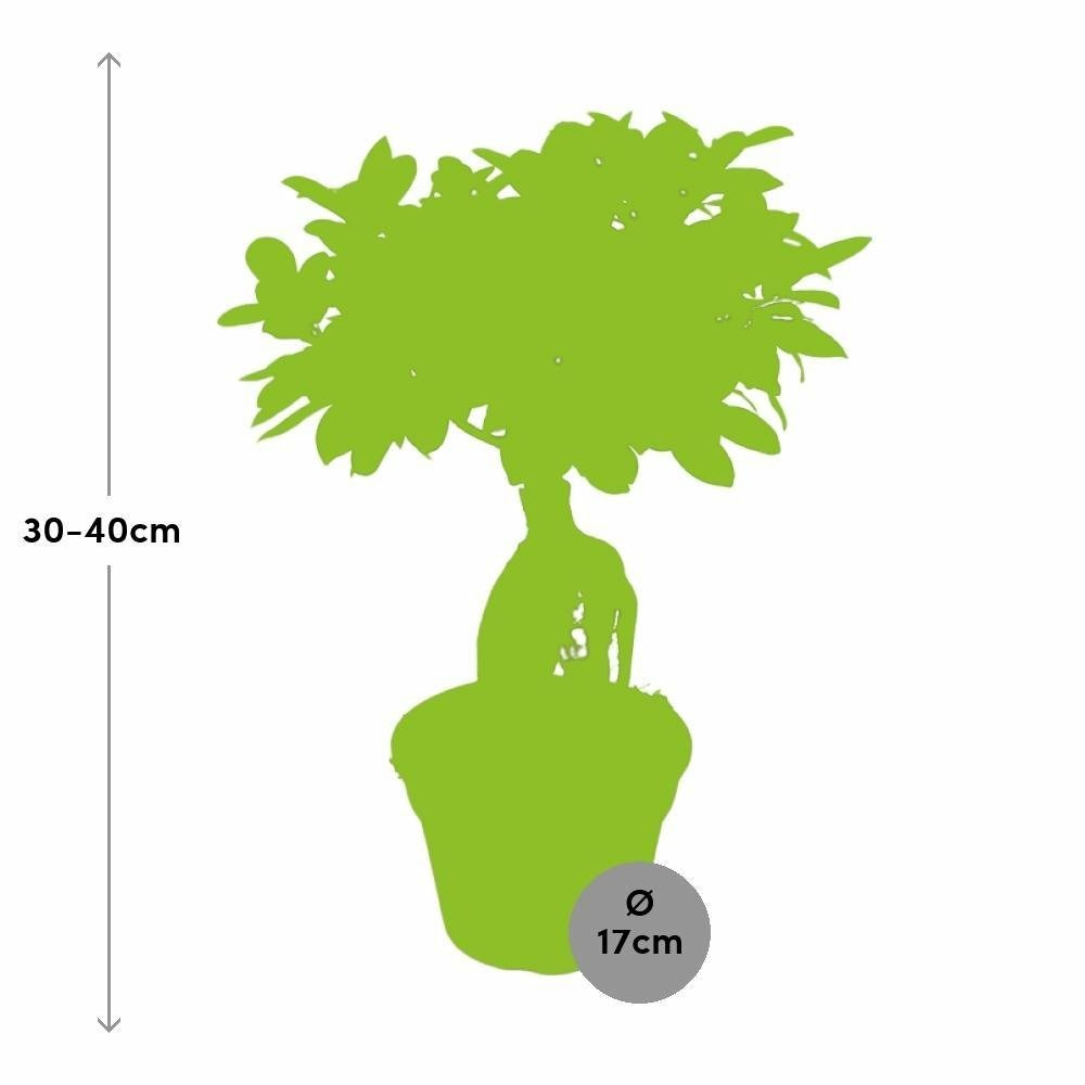  Ficus Microcarpa Ginseng 40cm - Plante D'intérieur