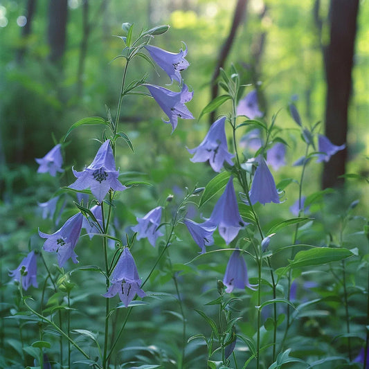  150 Graines De Campanules à Grandes Fleurs (platycodon Grandiflorus Azul) - Semisauvage Permaculture