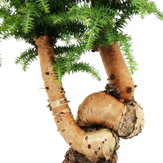  Bonsaï D'intérieur Araucaria Cunninghamii Sapin D'intérieur Araucaria De Nouvelle-guinée Hauteur Env. 65cm Coupe 26cm