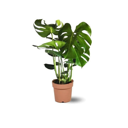  Monstera Deliciosa - Plante Trouée - Purificateur D'air - ↕ 45-50 Cm - ⌀ 14 Cm - Plante D'intérieur