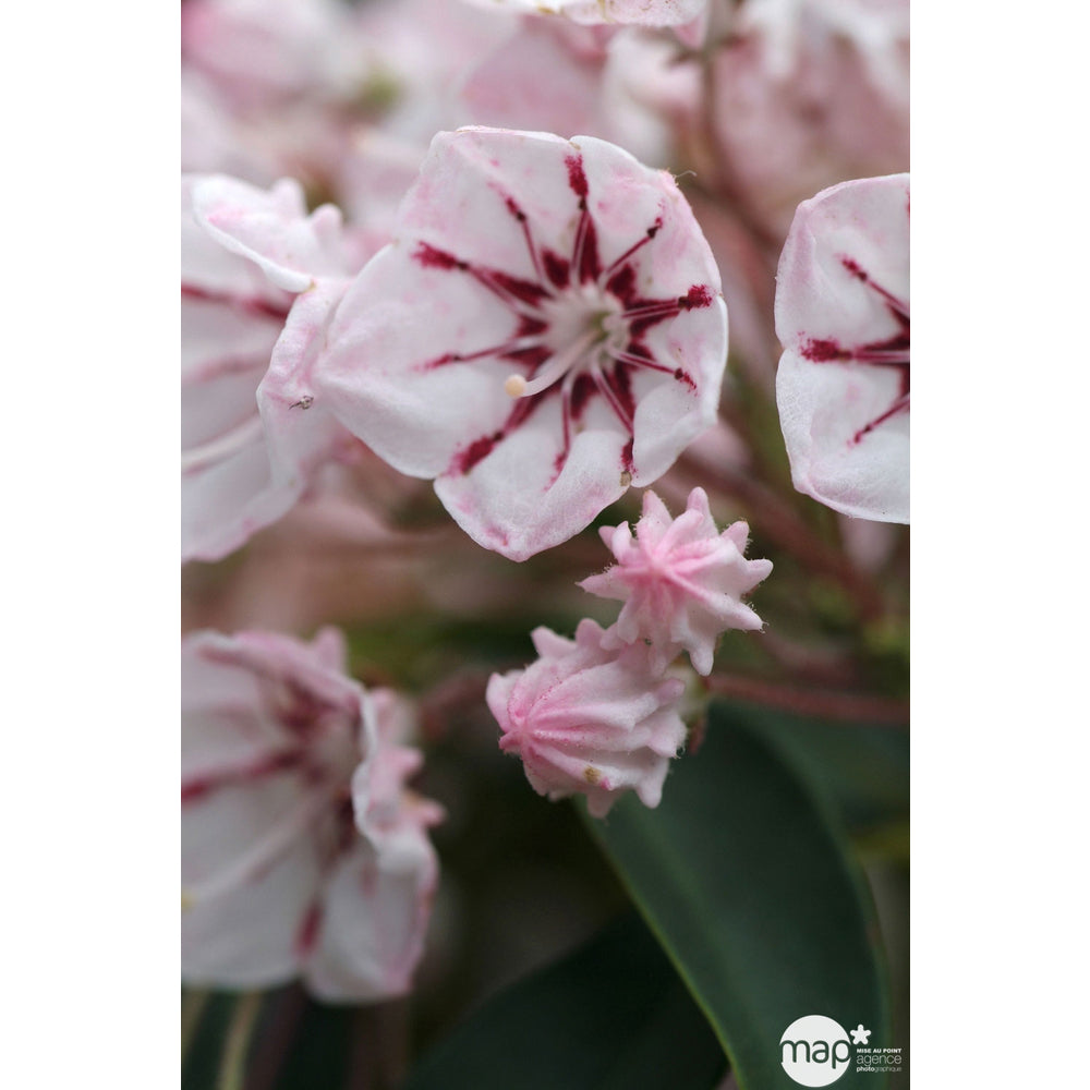  Kalmia Latifolia : Hauteur 30/40 Cm Conteneur De 3 Litres