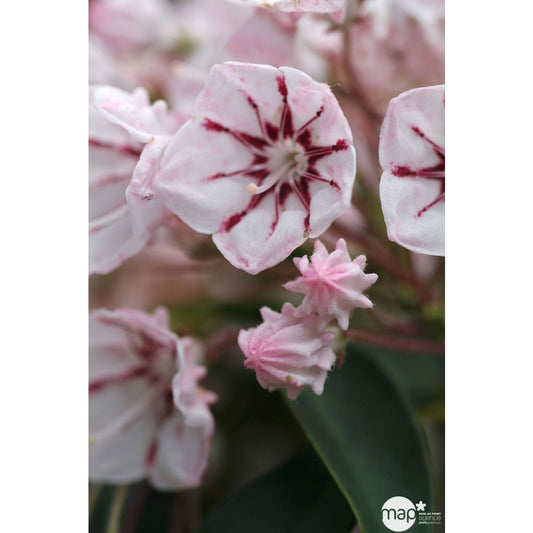  Kalmia Latifolia : Hauteur 30/40 Cm Conteneur De 3 Litres
