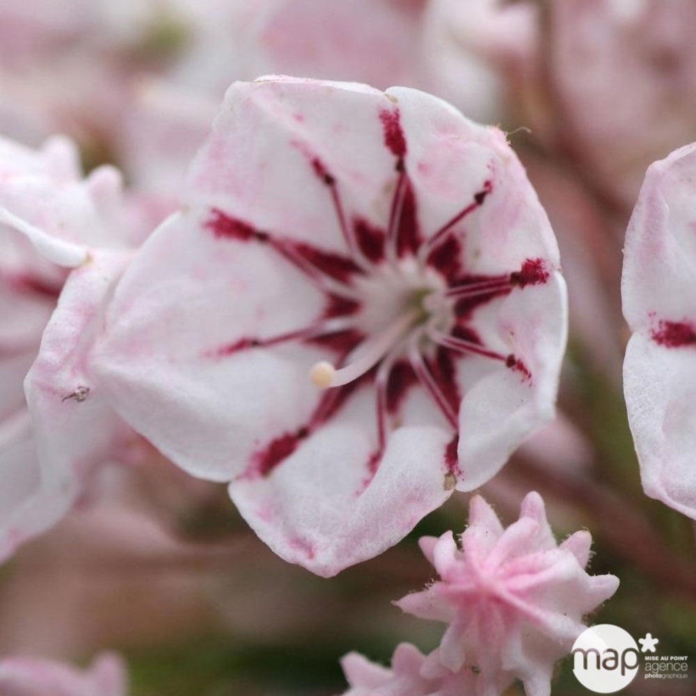  Kalmia Latifolia : Hauteur 30/40 Cm Conteneur De 3 Litres