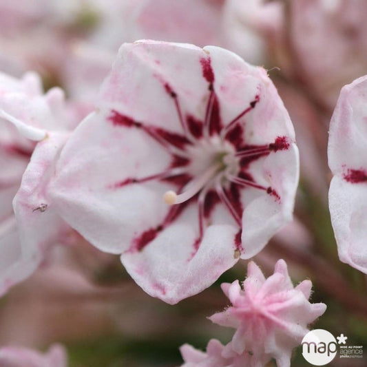  Kalmia Latifolia : Hauteur 30/40 Cm Conteneur De 3 Litres