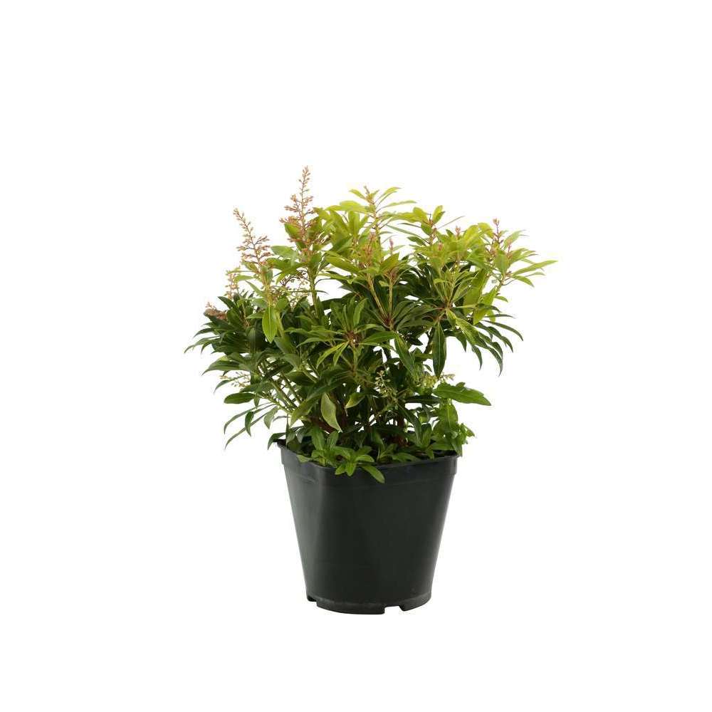  Pieris Forest Flame : H.30/40cm Pot 3L