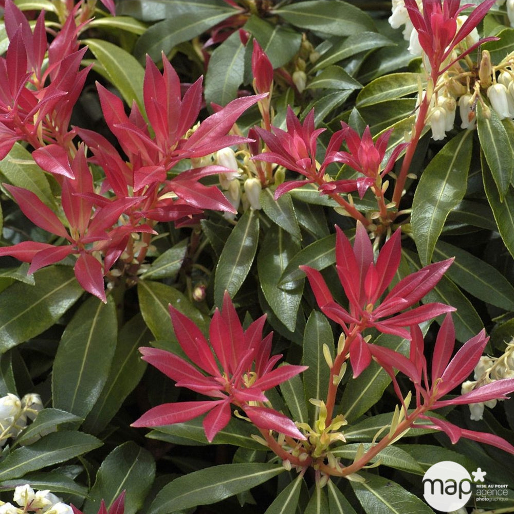  Pieris Forest Flame : H.30/40cm Pot 3L