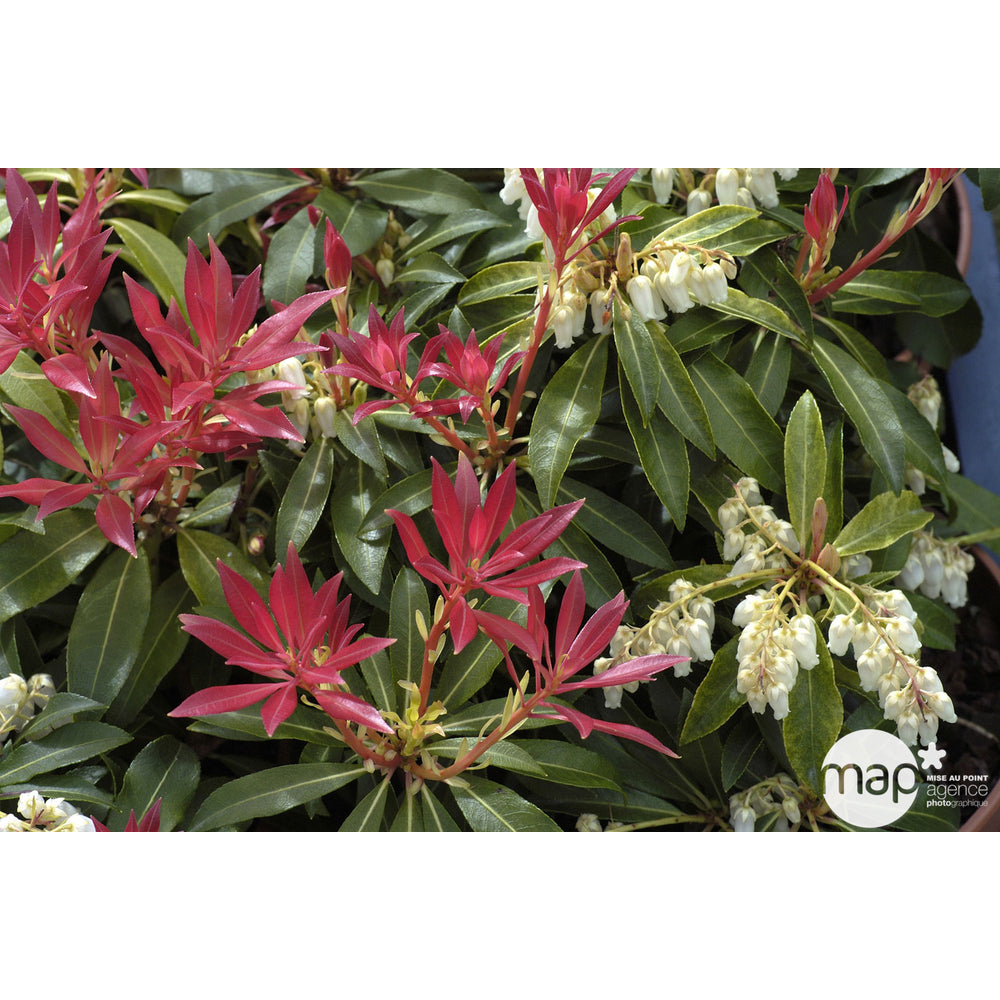  Pieris Forest Flame : H.30/40cm Pot 3L