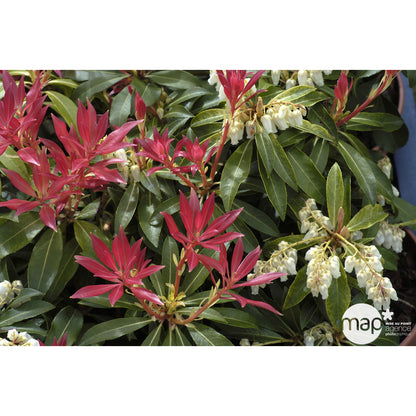  Pieris Forest Flame : H.30/40cm Pot 3L