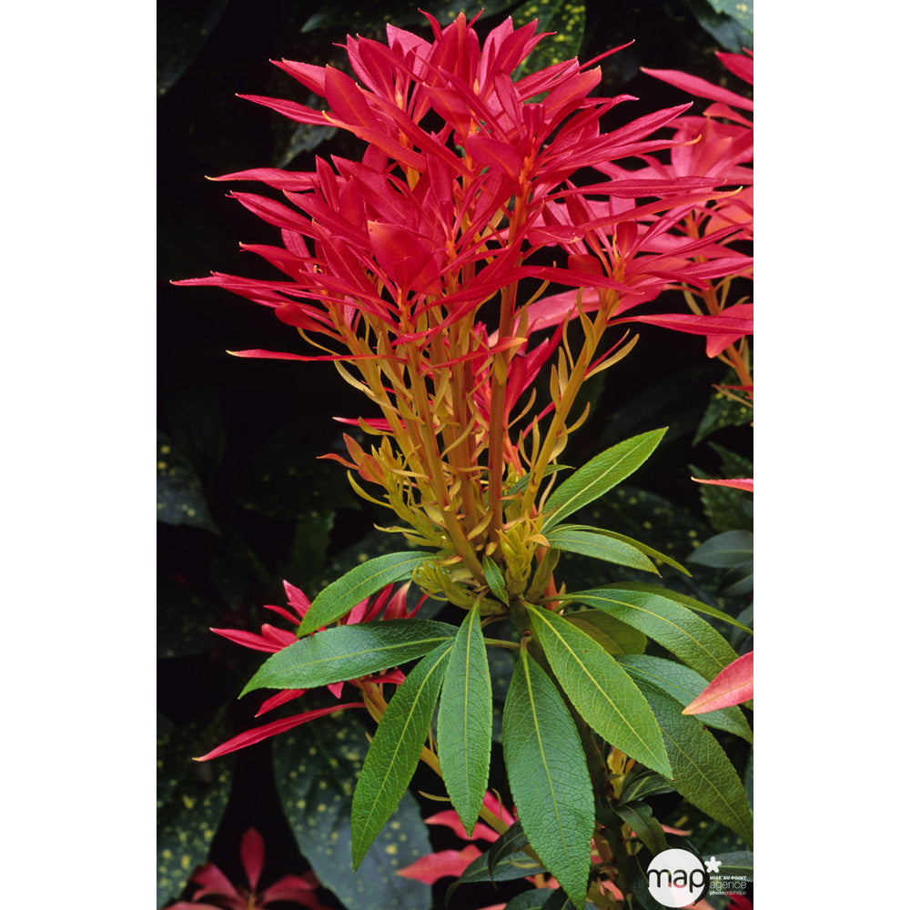  Pieris Forest Flame : H.30/40cm Pot 3L