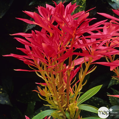  Pieris Forest Flame : H.30/40cm Pot 3L