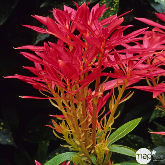  Pieris Forest Flame : H.30/40cm Pot 3L