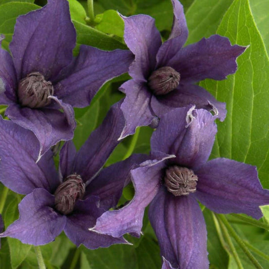  Clématite Saphyra® Violetta 'm32-10'/[-]pot De 3l - Echelle Bambou 60/120 Cm
