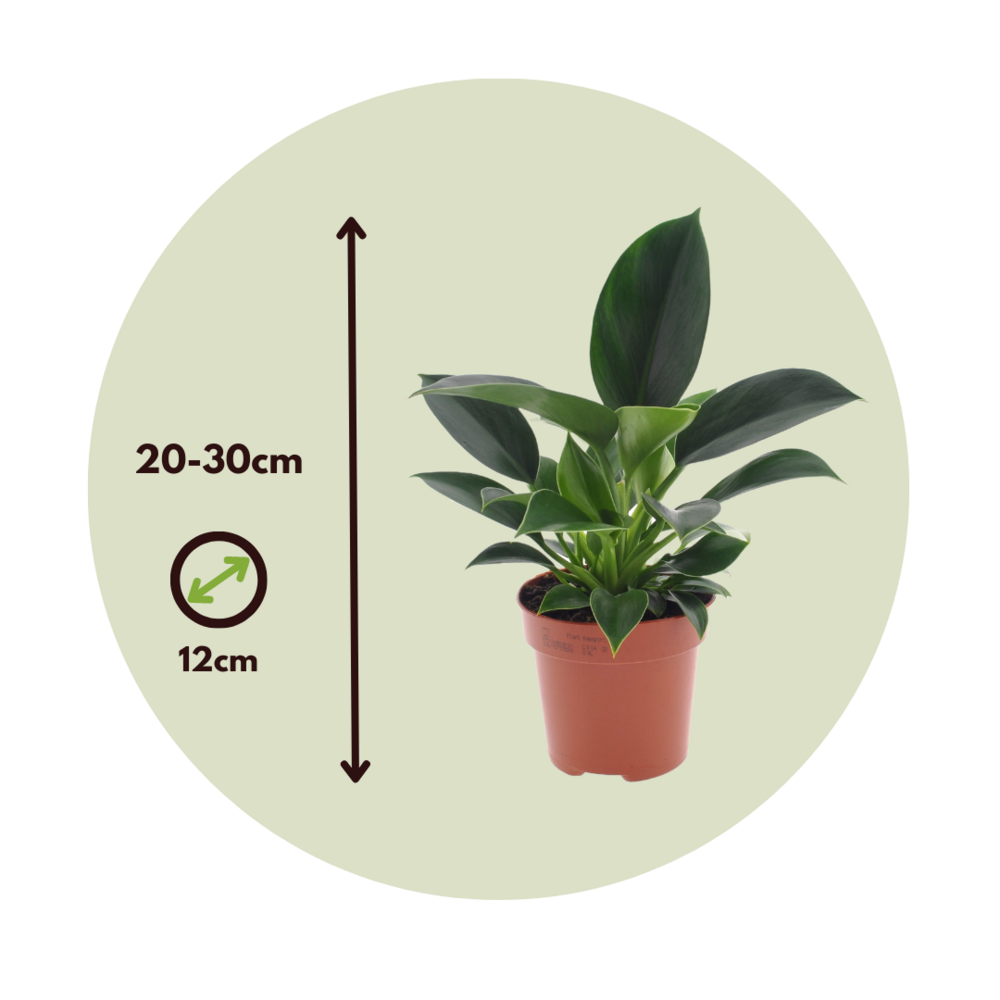  Plante Verte - Philodendron 'green Princess' - Hauteur 20-30cm - ⌀12cm