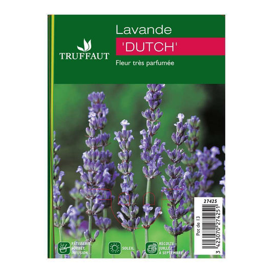 Plant De Lavande 'Dutch' : Pot 1 Litre
