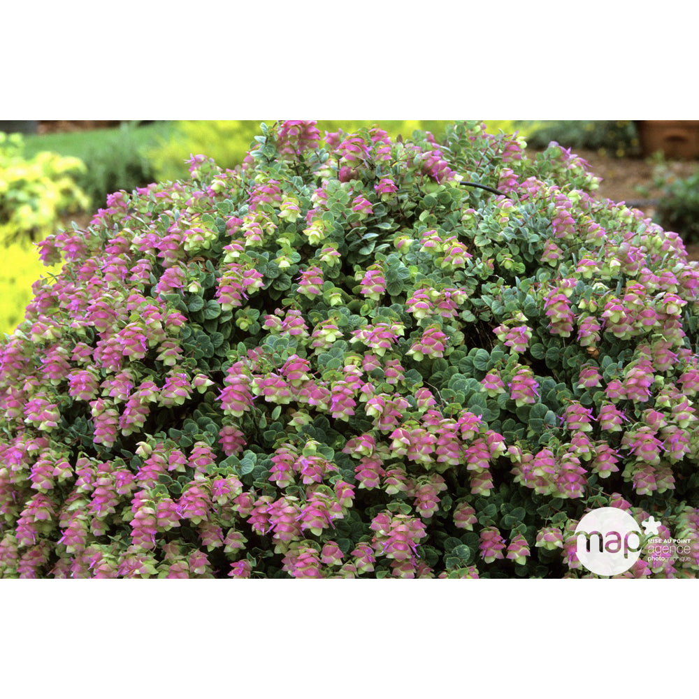  Plant De Marjolaine Origan : Pot De 1 Litre