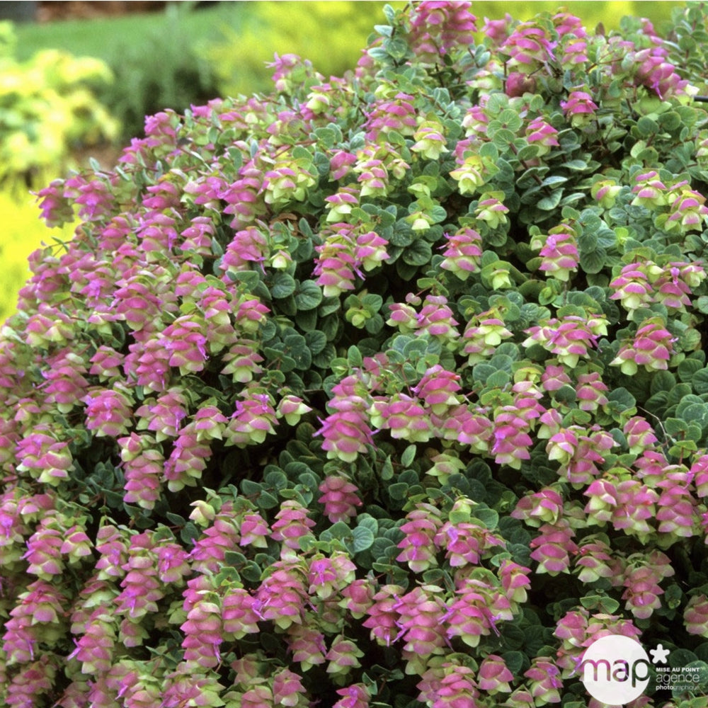  Plant De Marjolaine Origan : Pot De 1 Litre