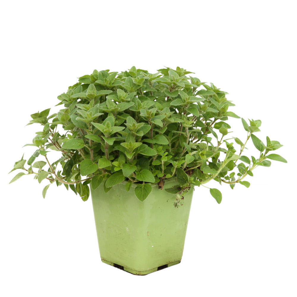  Plant De Marjolaine Origan : Pot De 1 Litre