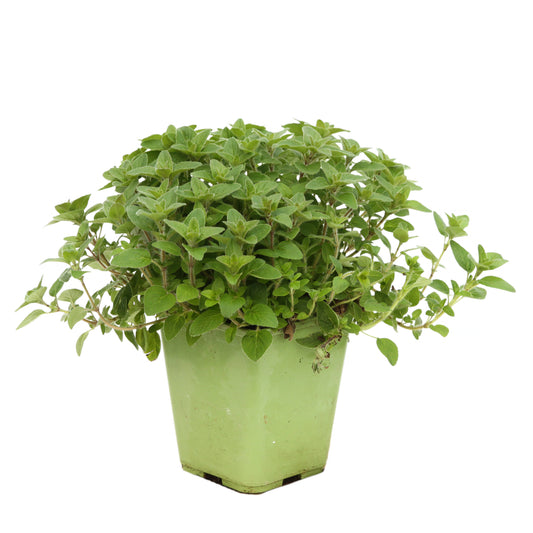  Plant De Marjolaine Origan : Pot De 1 Litre