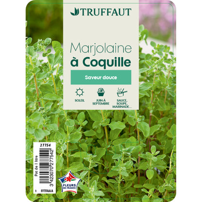  Plant De Marjolaine Origan : Pot De 1 Litre