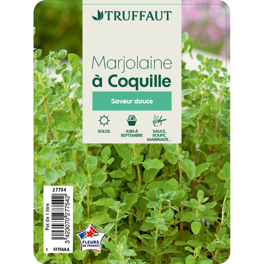  Plant De Marjolaine Origan : Pot De 1 Litre