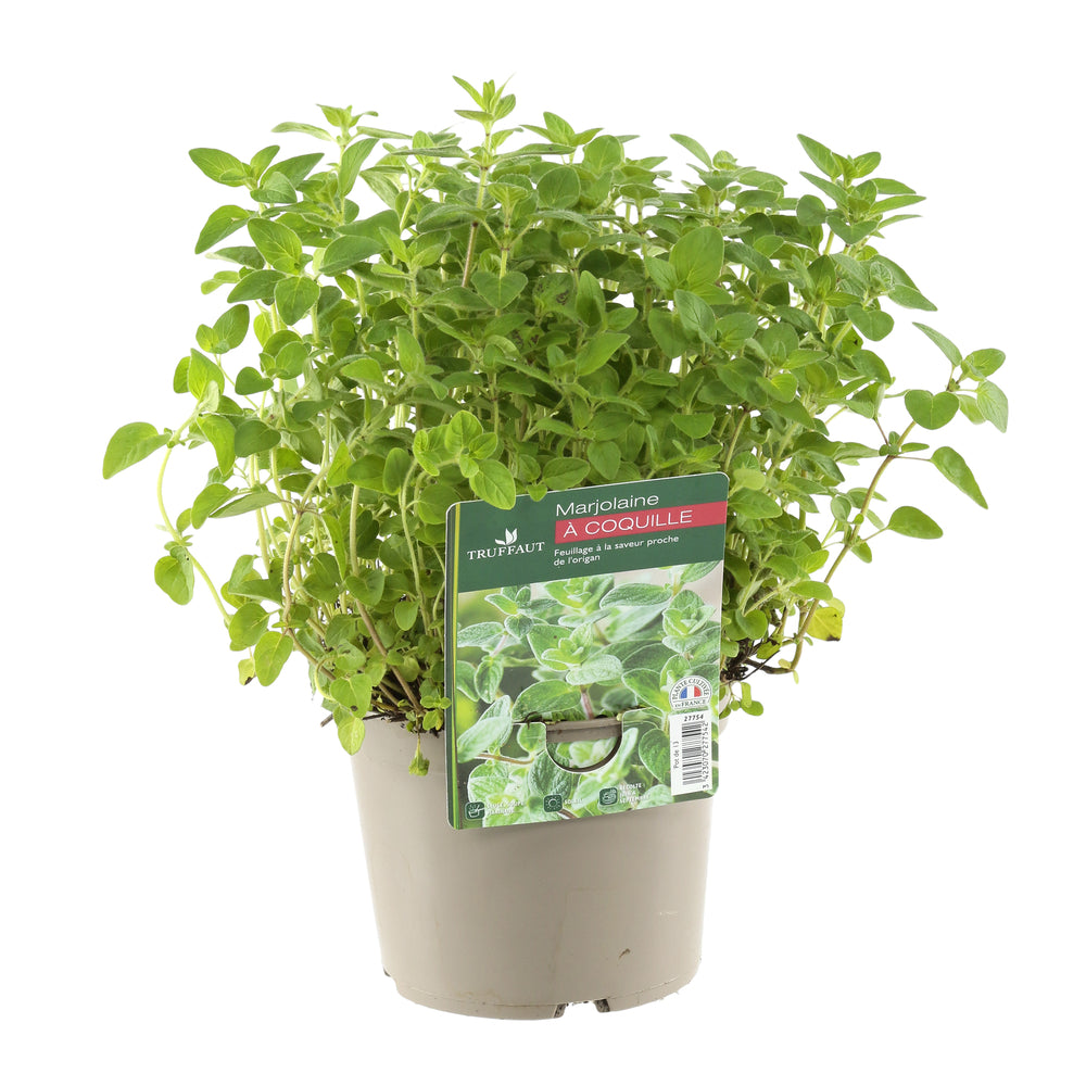  Plant De Marjolaine Origan : Pot De 1 Litre