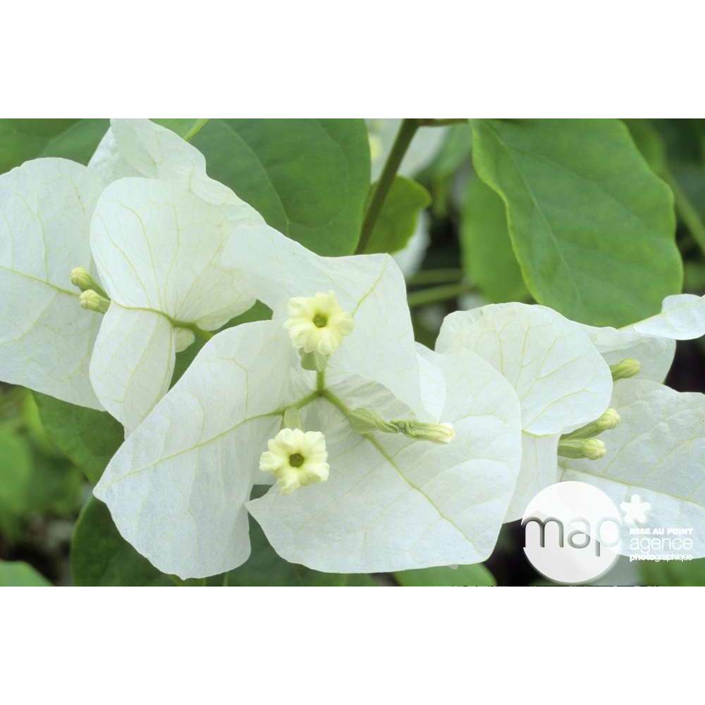  Bougainvillea : Pyramide D17cm