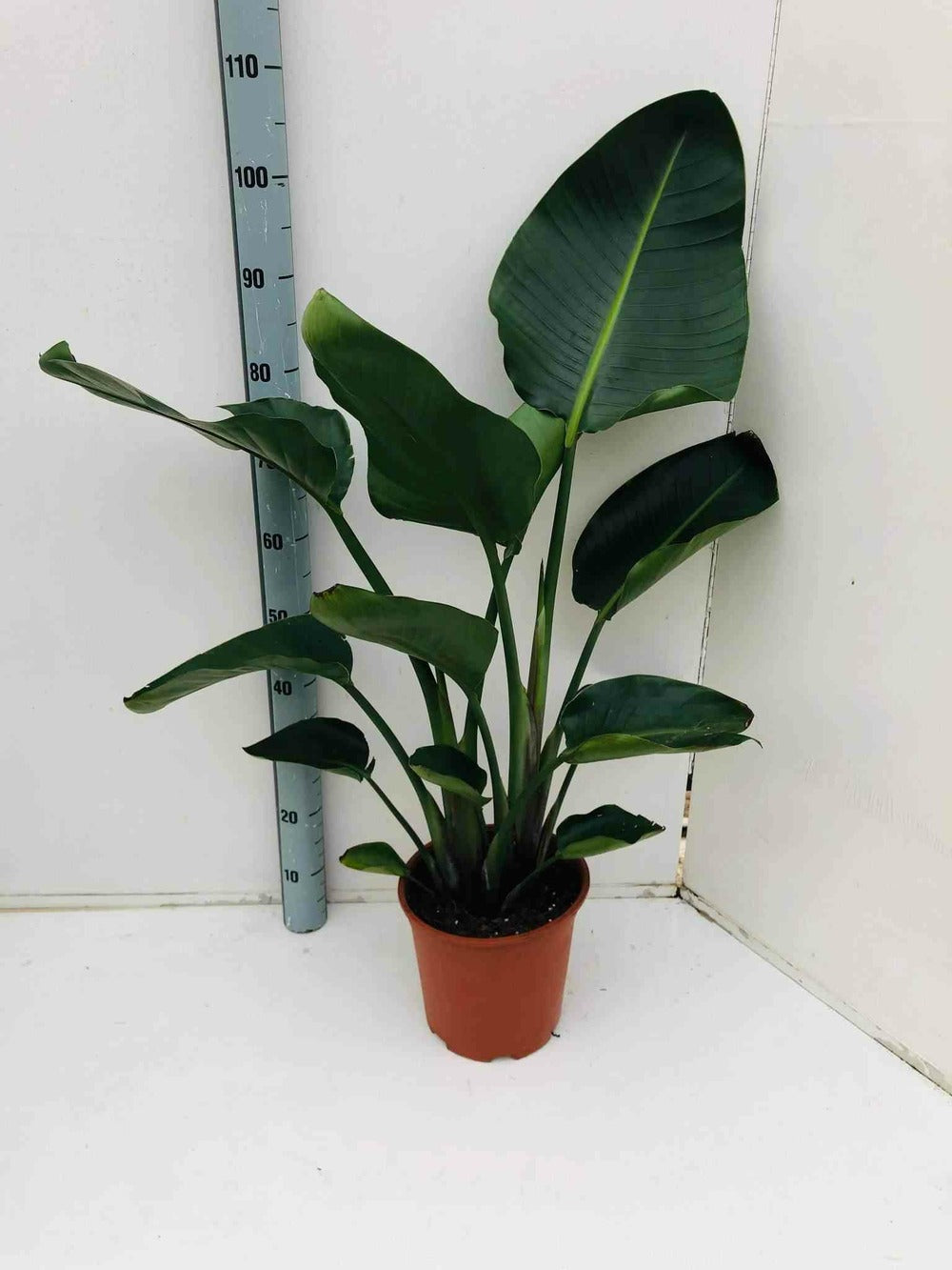  Strelitzia Nicolai (oiseaux Du Paradis Géant) Pot De 2 Litres ? 30/40 Cm -