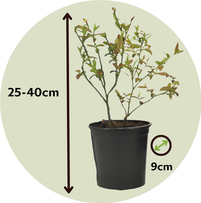  Plantes Fruitières - Set De 4 - Actinidia, Vaccinium, Lycium - H25-40cm - ⌀9cm