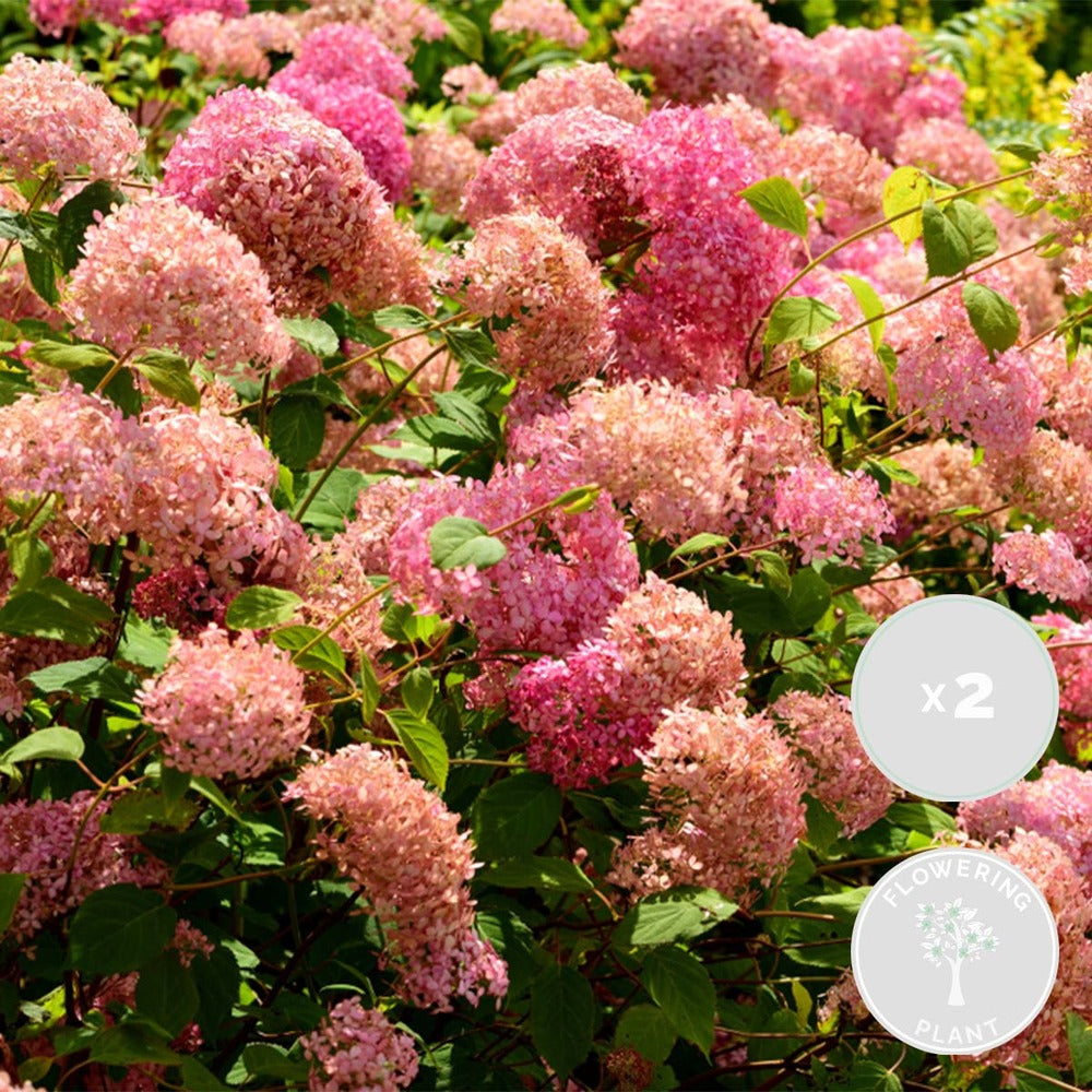  Lot De 2 - Hydrangea Pink Annabelle - Hortensia - Rose - 40-50 Cm De Haut - Pot 19 Cm