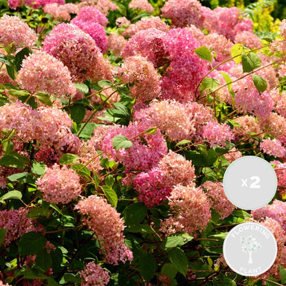  Lot De 2 - Hydrangea Pink Annabelle - Hortensia - Rose - 40-50 Cm De Haut - Pot 19 Cm