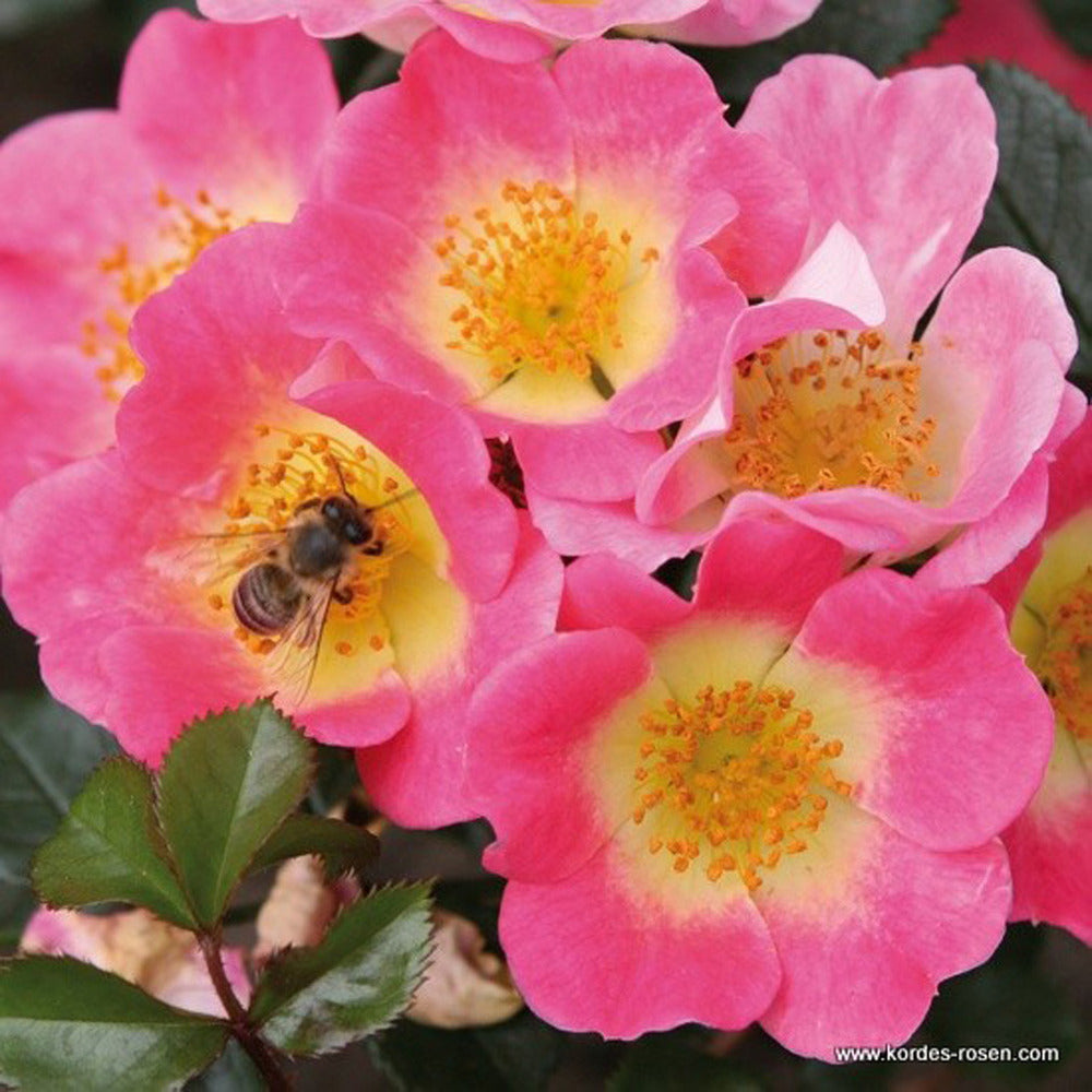  Kordes Nectar Rosier - Rosa 'topolina'