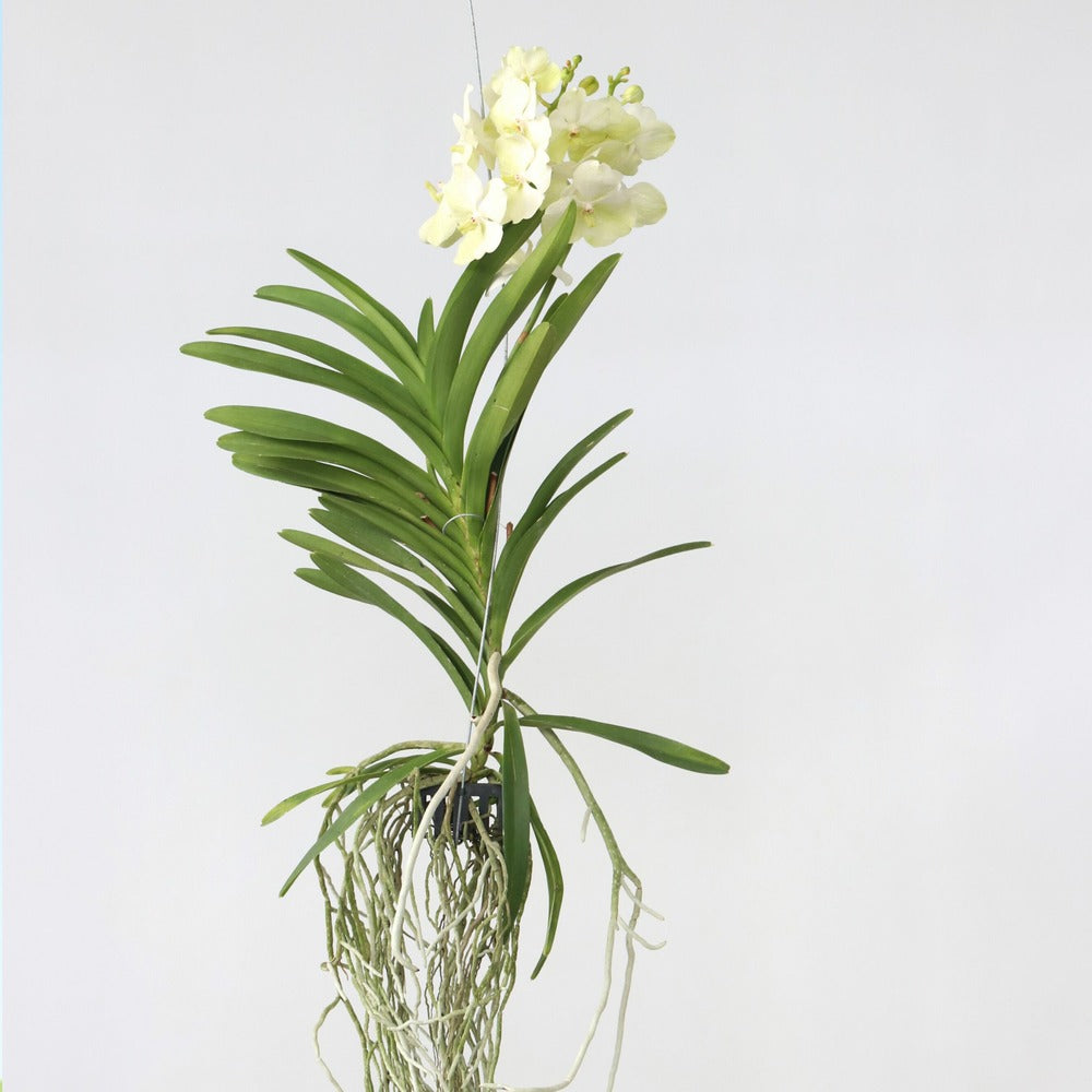 Orchidée - Vanda 'tayanee White' - Hauteur 45-55cm