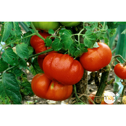  Plants De Tomates 'Marmande' : Barquette De 3 Plants