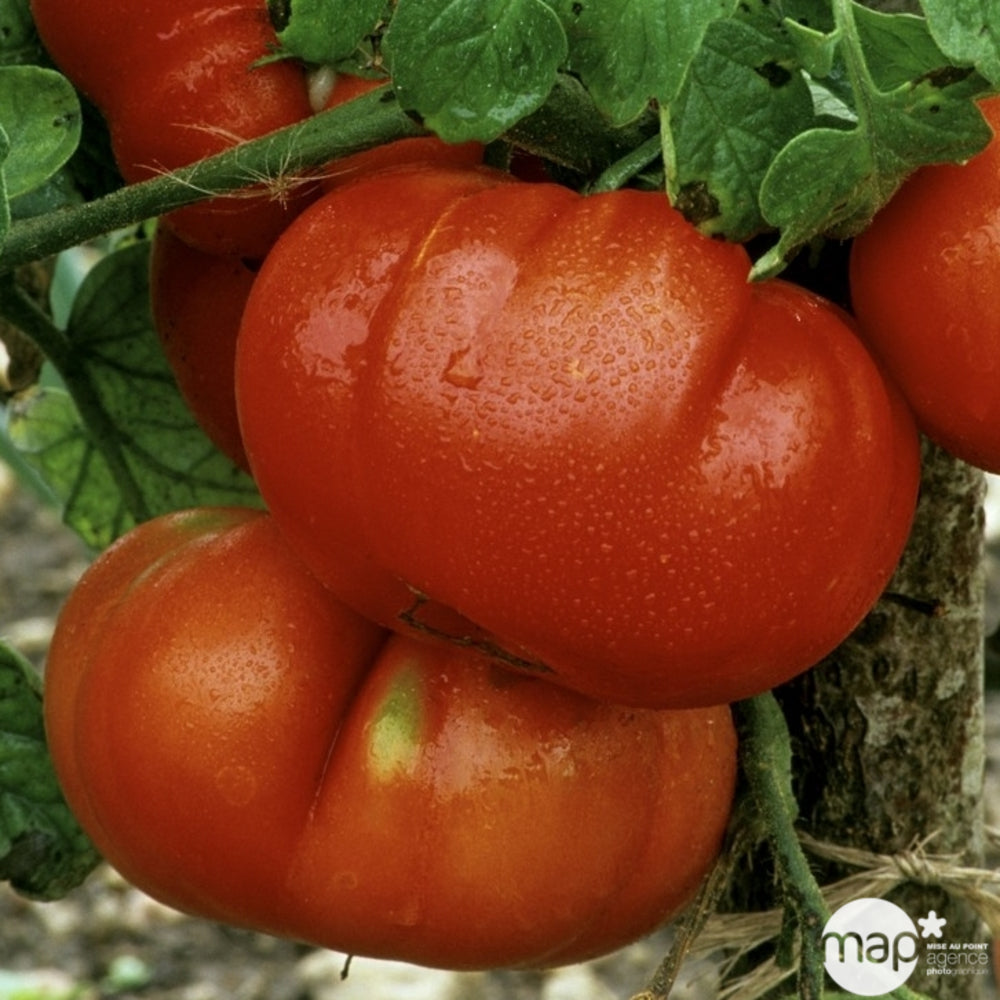 Plants De Tomates 'Marmande' : Barquette De 3 Plants