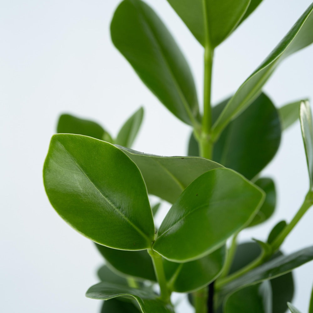  Pommier Baumier - Set De 2 - Clusia Rosea 'princess' - Hauteur 50-60cm - ⌀17cm