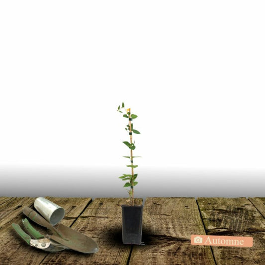  Clématite Viticella Solina/[-]pot De 1,5l - Tuteur Bambou 30/60 Cm