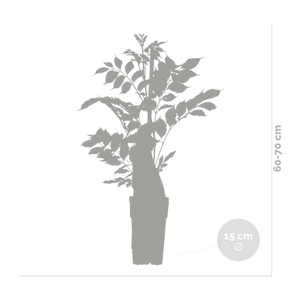  Lot De 2 - Passiflora Caerulea - Fleur De La Passion - Bleu & Blanc - 50-70 Cm De Haut - Pot 15 Cm